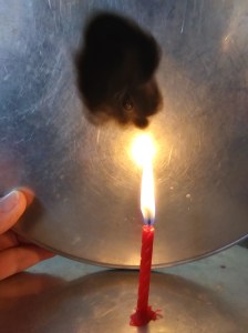 Soot (carbon) captured from candle flame.